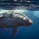 Illustration for article titled How Whale Poop Balanced Earths Nutrient Cycles